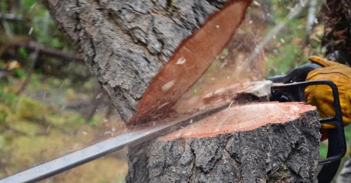 Do kiedy można prowadzić wycinkę drzew? Sprawdź ważne terminy i zasady