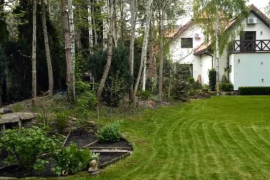 Ile można wyciąć drzewa we własnym lesie? Poznaj zasady i ograniczenia