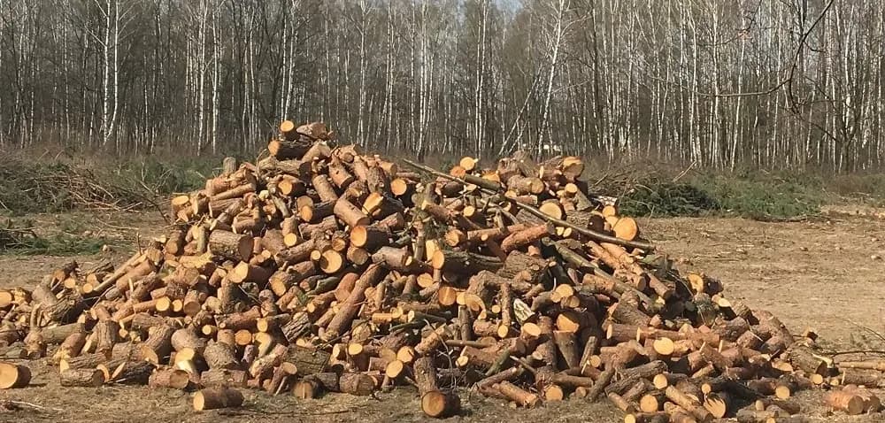 Jak zapobiec wycince drzew i chronić naturę przed zagładą