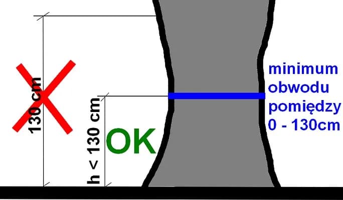 Na jakiej wysokości mierzymy obwód drzewa do wycinki, aby uniknąć problemów?