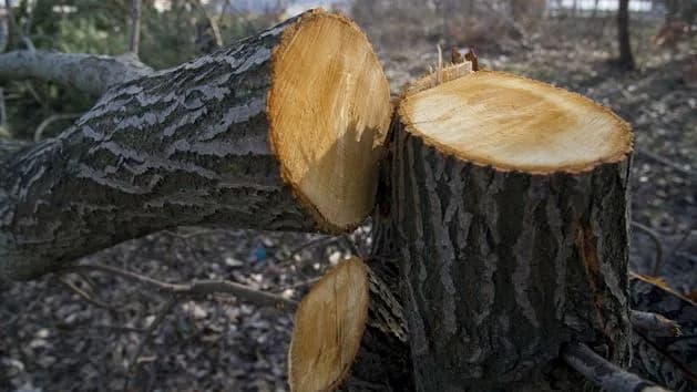 Jakie drzewa mogę wyciąć na swojej posesji bez zezwolenia?