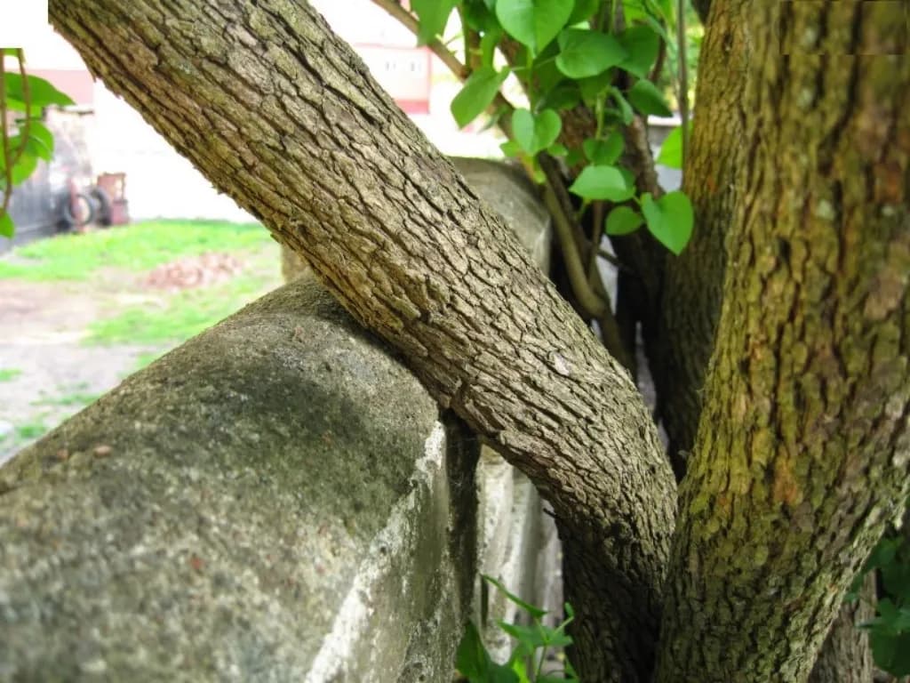 Czy można zmusić sąsiada do wycięcia drzewa? Poznaj swoje prawa